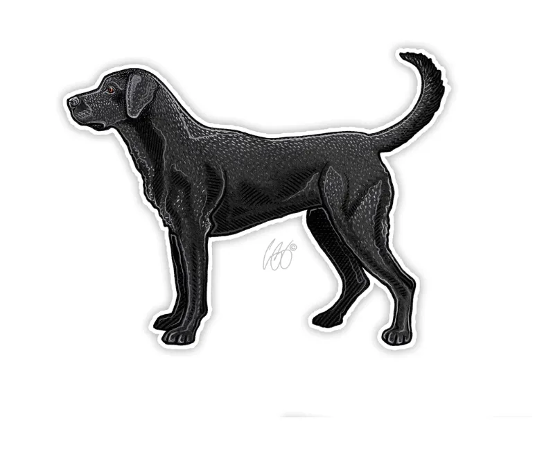 Casey Underwood Black Lab Decal