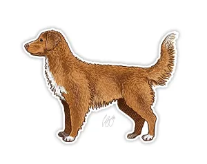 Duck Toller Decal