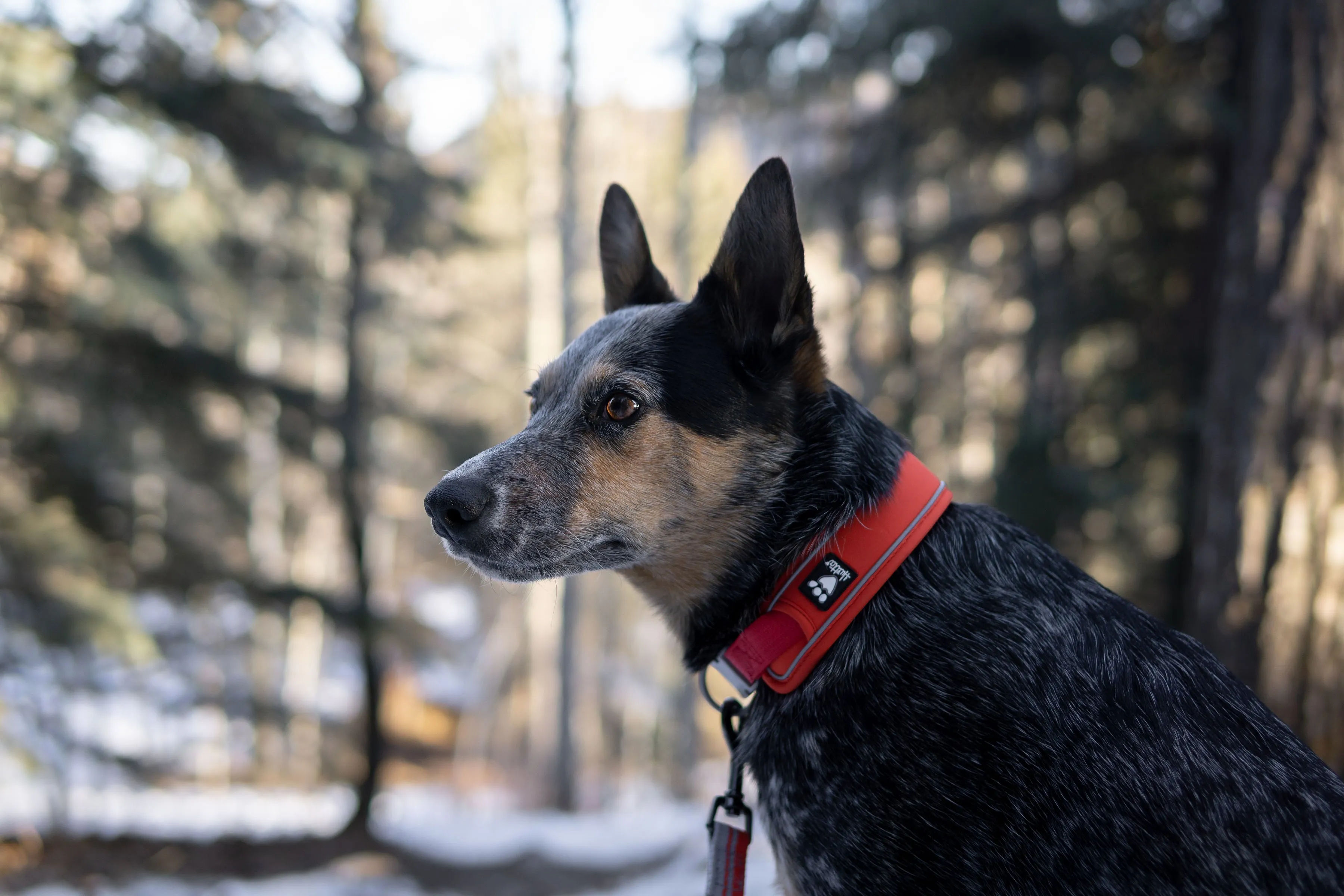 Hurtta Dog Collar: Weekend Warrior Eco, Hedge