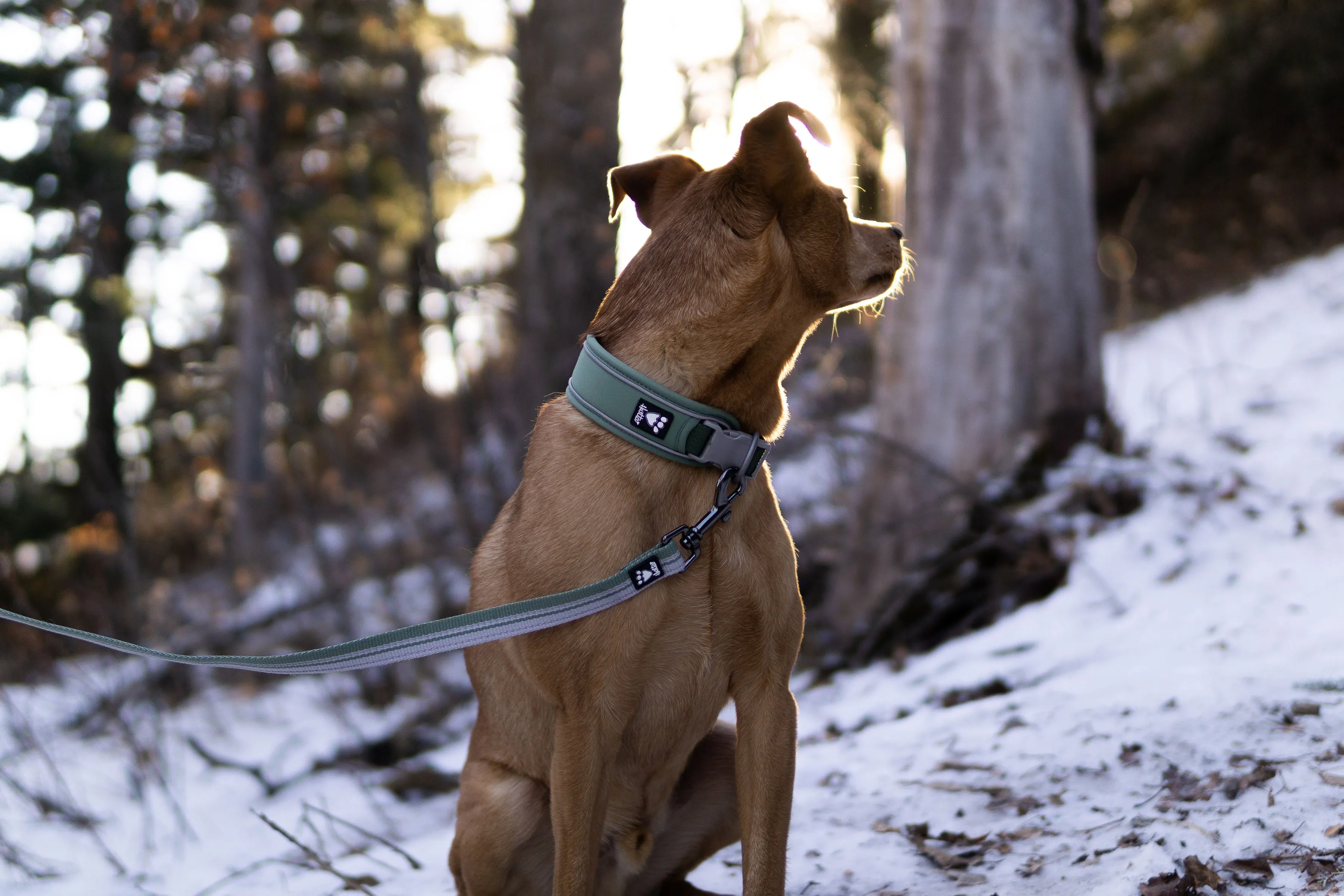 Hurtta Dog Collar: Weekend Warrior Eco, Hedge