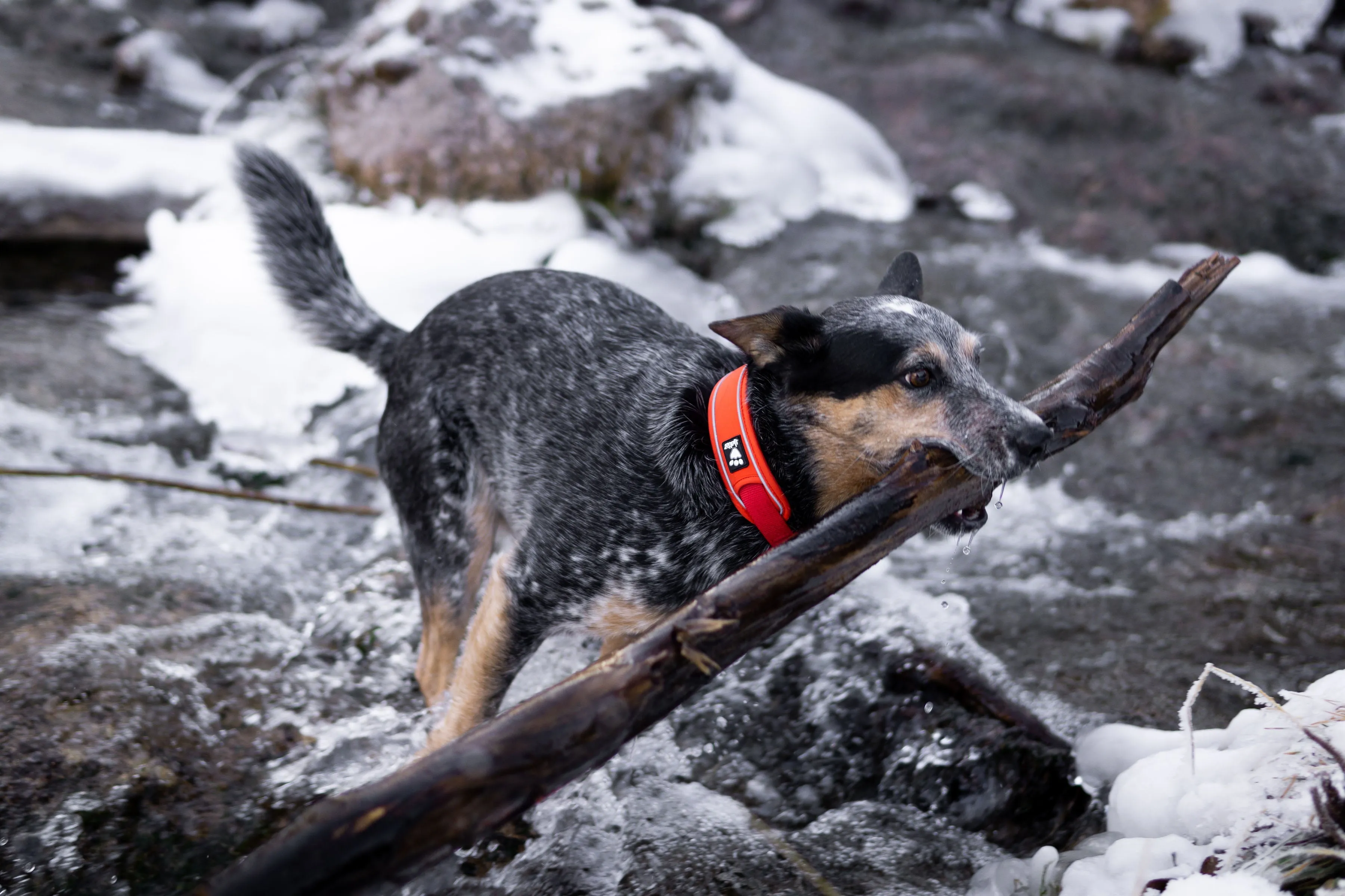 Hurtta Dog Collar: Weekend Warrior Eco, Hedge